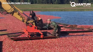 The Process of Harvesting Billions of Cranberries a Week | Start to Finish
