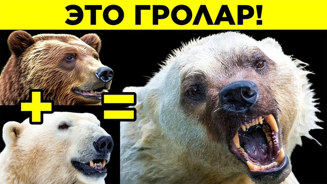 Самые Страшные Гибриды Животных