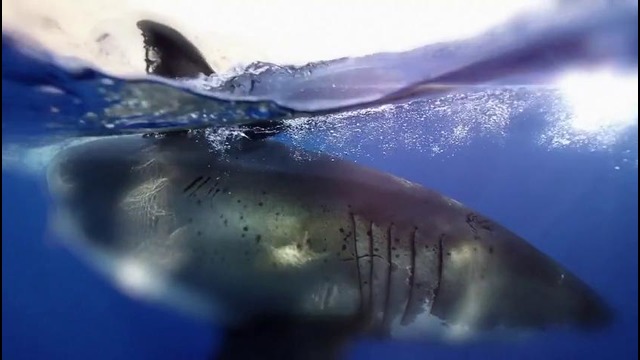 Майкл Фелпс против акулы на Discovery Channel