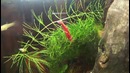 Пресноводная аквариумная креветка Neocaridina heteropoda