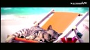 BT & Senadee feat. Dragon & Jontron – Lifeline (Official Music Video)
