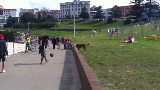 Некоторым футболистам стоит поучиться у этой собаки