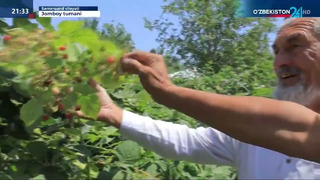 Jomboy tumanida ​«Bir mahalla – bir mahsulot» tamoyili asosida malina yetishtirish tajribasi