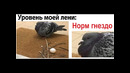 Лютые приколы Самый ленивый голубь