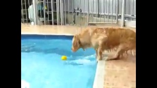 Песик боится прыгнуть в воду за мячиком