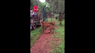 Крутой прыжок тигра