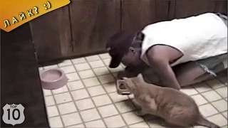 Прикол дня:Коты и кошки воруют еду у людей