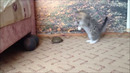 Кот атакует черепаху
