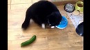 Коты и опасные огурцы