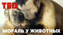 TED | Моральное поведение животных