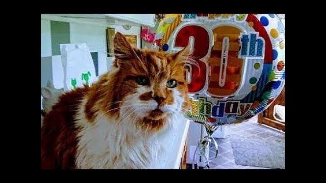 Самый старый кот отпраздновал 30-летие