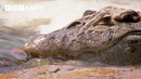 Steve Backshall Dives Into Crocodile Territory | Expedition Guyana | BBC Earth