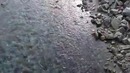 Рыбный нерест