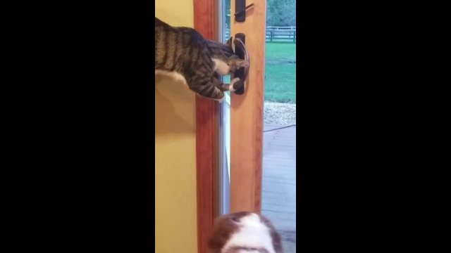 Cat Opens Door For Dog #shorts