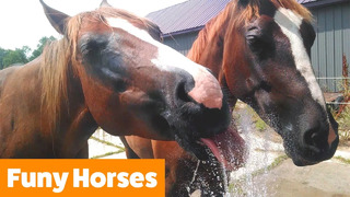 Cutest Funny Horses | Funny Pet Videos