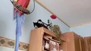 8. Жизнь и взросление кошки, хроника из жизни котэ