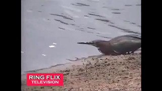 Умная птица ловит рыбу на наживку