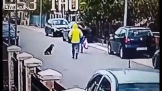 Бездомный пёс спас девушку от грабителя