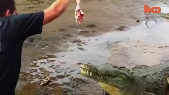 Кормят крокодилов с рук