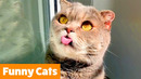 Adorable Funny Cats | Funny Pet Videos