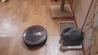 Говорящий робот пылесос Володя и Кот