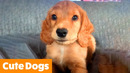 1 Hour of the Cutest Dogs | Funny Pet Videos