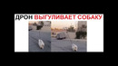 Лютые приколы. Собака выгуливает дрона