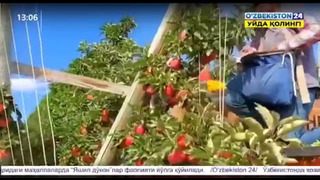 News markets for Uzbek fruits and vegetables
