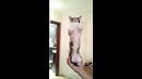 Кот стоит на двух лапах