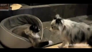 Как собаки реагируют на то, что кошки занимают их место