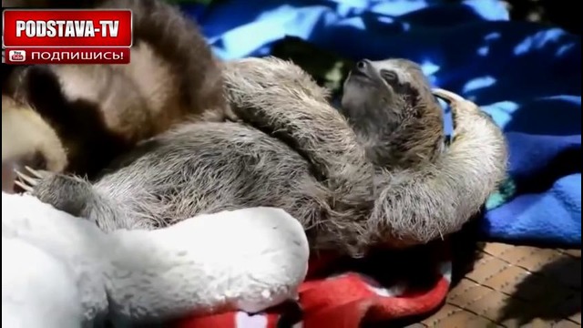 Подборка приколов с животными 2015-2016 (Part 2)