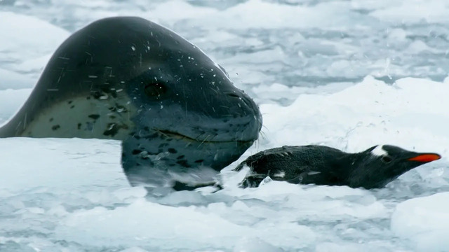 The Antarctic’s Terrifying Predator | Wild Stories | BBC Earth