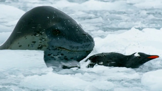 The Antarctic’s Terrifying Predator | Wild Stories | BBC Earth