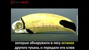 Самке тукана по кличке Греция напечатали протез клюва на 3D-принтере