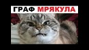 Лютые приколы. Котик – ВАМПИР