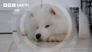 Stubborn Puppy Goes To Obedience Training | Wonderful World of Puppies | BBC Earth