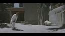 Shum bola (kinofilm) | Шум бола (кинофильм)