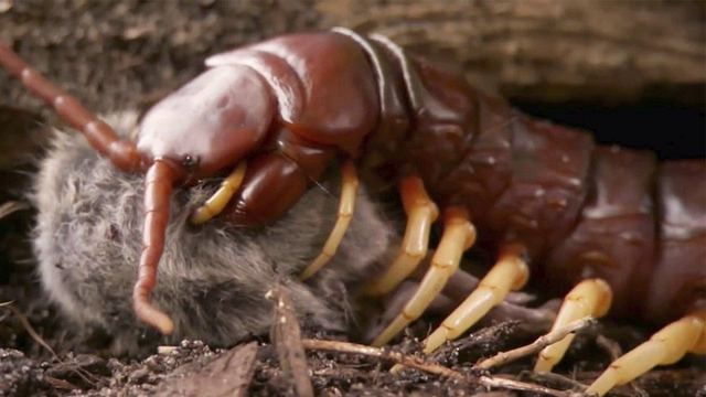 Самая страшная многоножка в мире: СКОЛОПЕНДРА В ДЕЛЕ