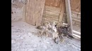 Крутой и Драчливый цыплёнок