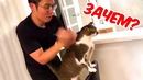 Кошки захватывают мир! самые эпичнейшие приколы