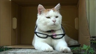 Кот-профессор