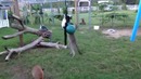 Животные развлекаются