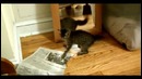 Смешные кошки new подборка 2 (hd)