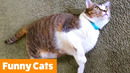 Cutest Cat Bloopers & Reactions | Funny Pet Videos