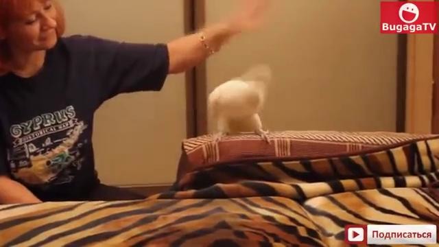 BugagaTV] Приколы и Фейлы 2015 Ноябрь Wins & Fails November 6