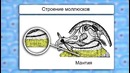 Биология – Моллюски