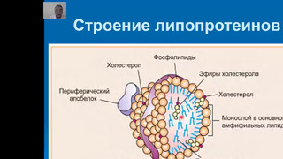 1 и 2 курсы. Биологическая химия. Обмен липидов