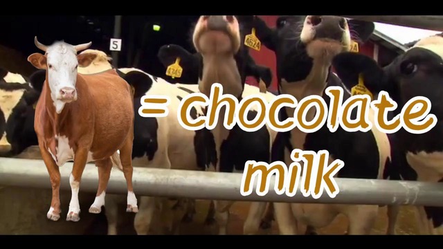 Американцы: шоколадное молоко дают коричневые коровы