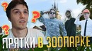 Новые прятки в зоопарке! маскировка