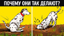 О чем на самом деле говорит странное поведение собаки